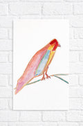“lovebird”